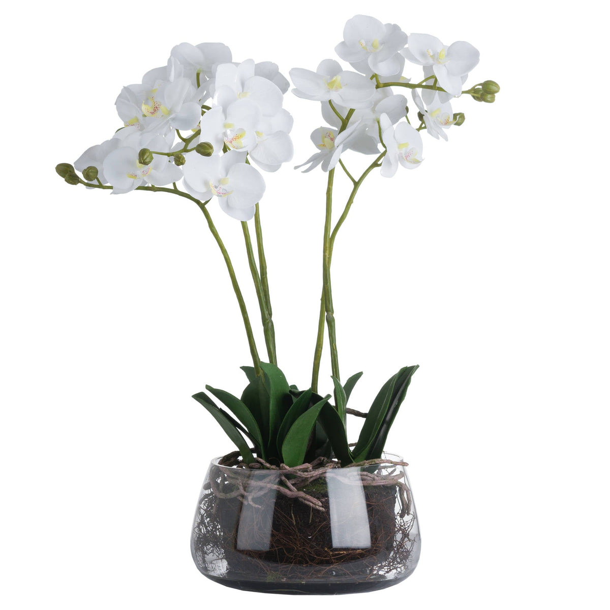 Seraphina | Luxury White Orchid Arrangement In Glass