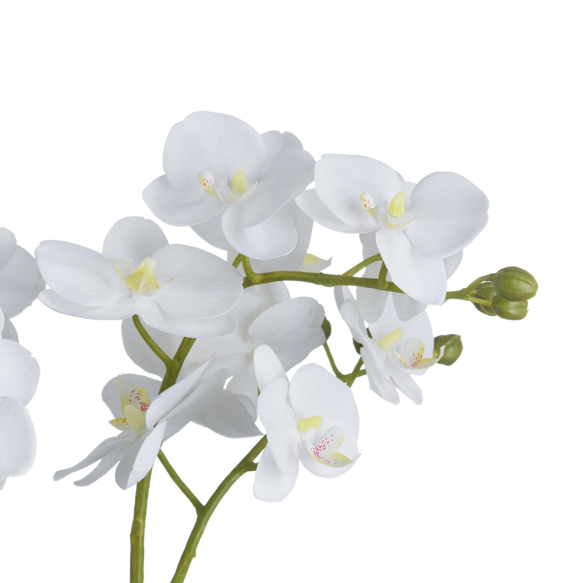 Seraphina | Luxury White Orchid Arrangement In Glass